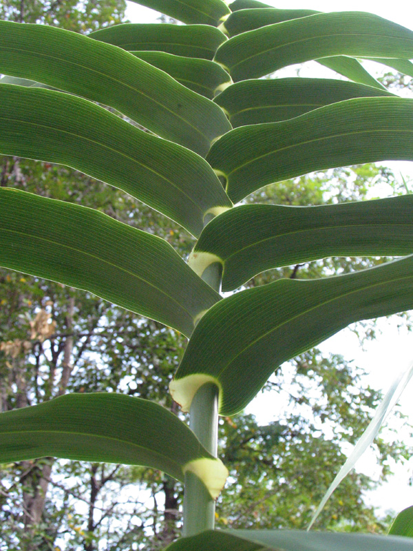 Arundo donax L. / Canna domestica.